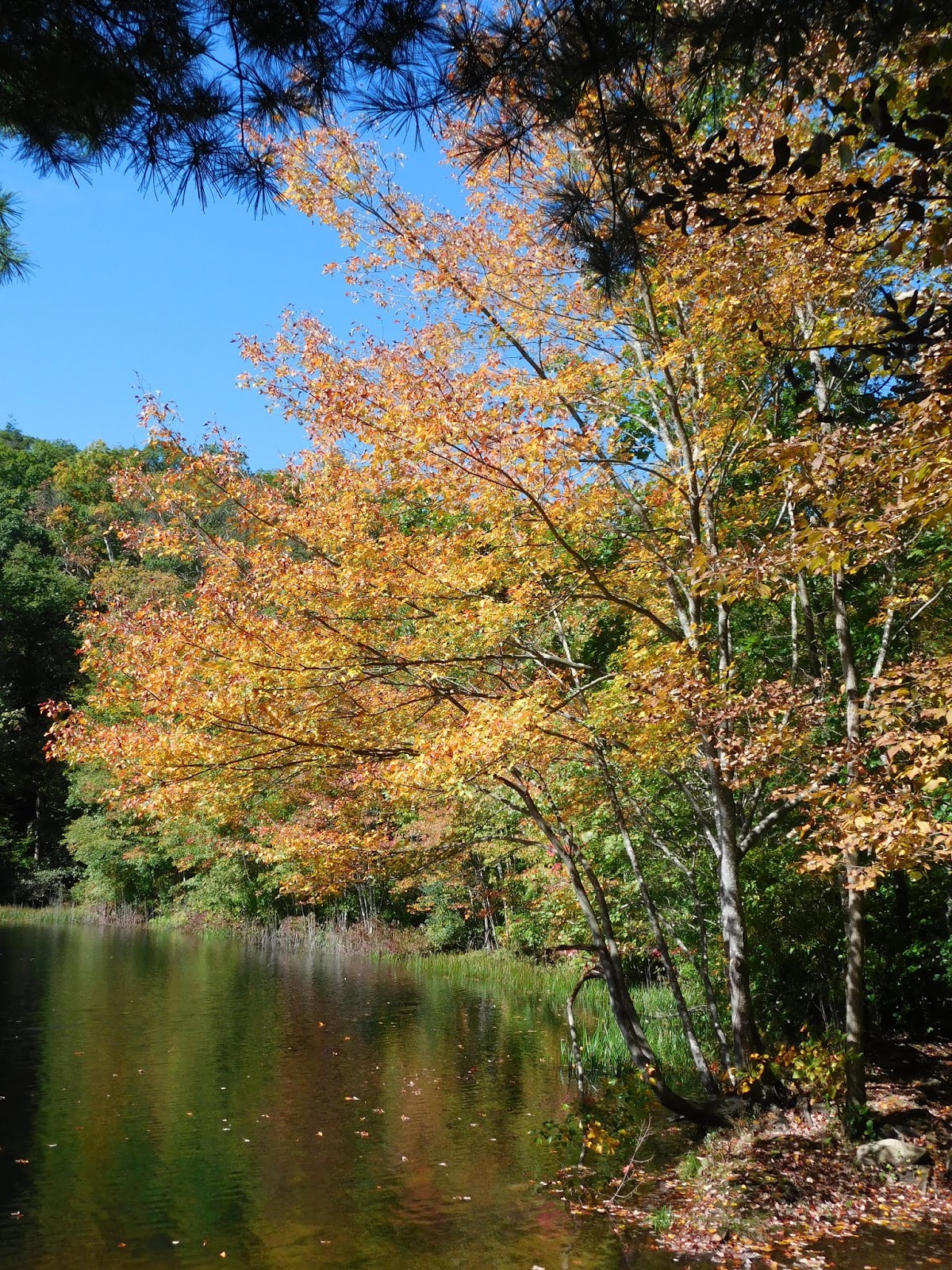 A Picture Walk Through the New England Woods