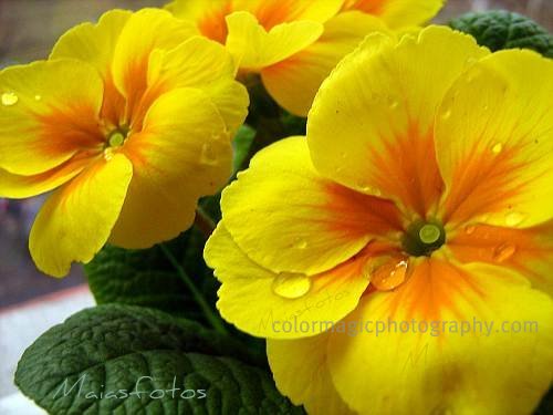 Yellow primula-primrose macro