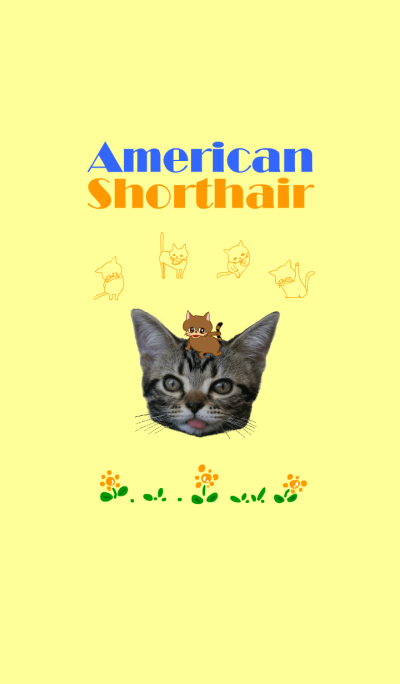 American Shorthair Yuzuhiko 2