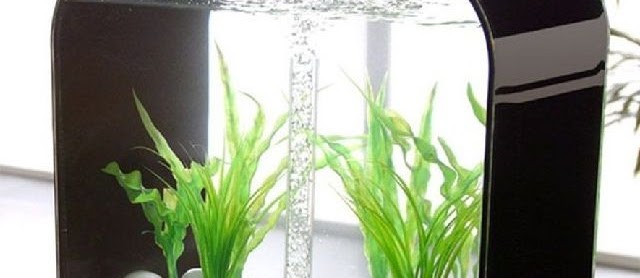 Model Akuarium Kecil untuk di Kamar yang Cantik Unik dan Keren