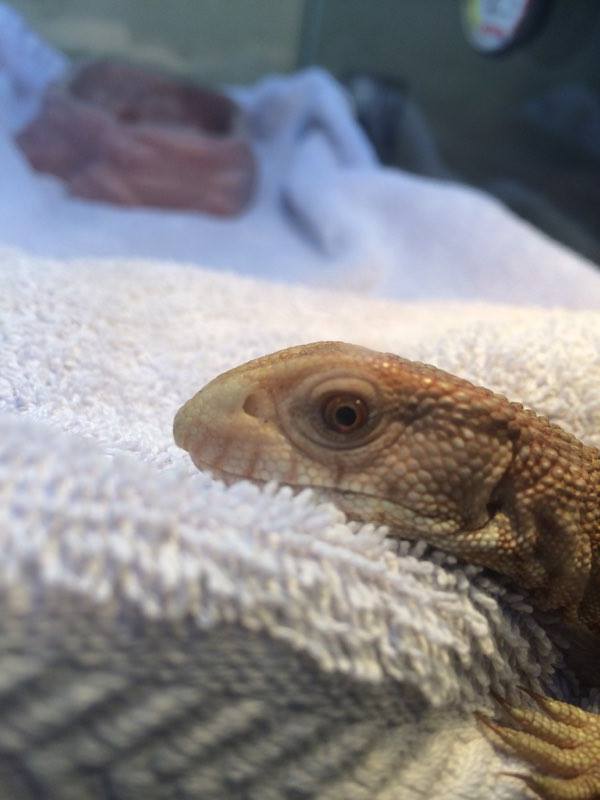 bearded-dragon-rescue-nj-2