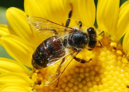 gambar hewan - foto lebah