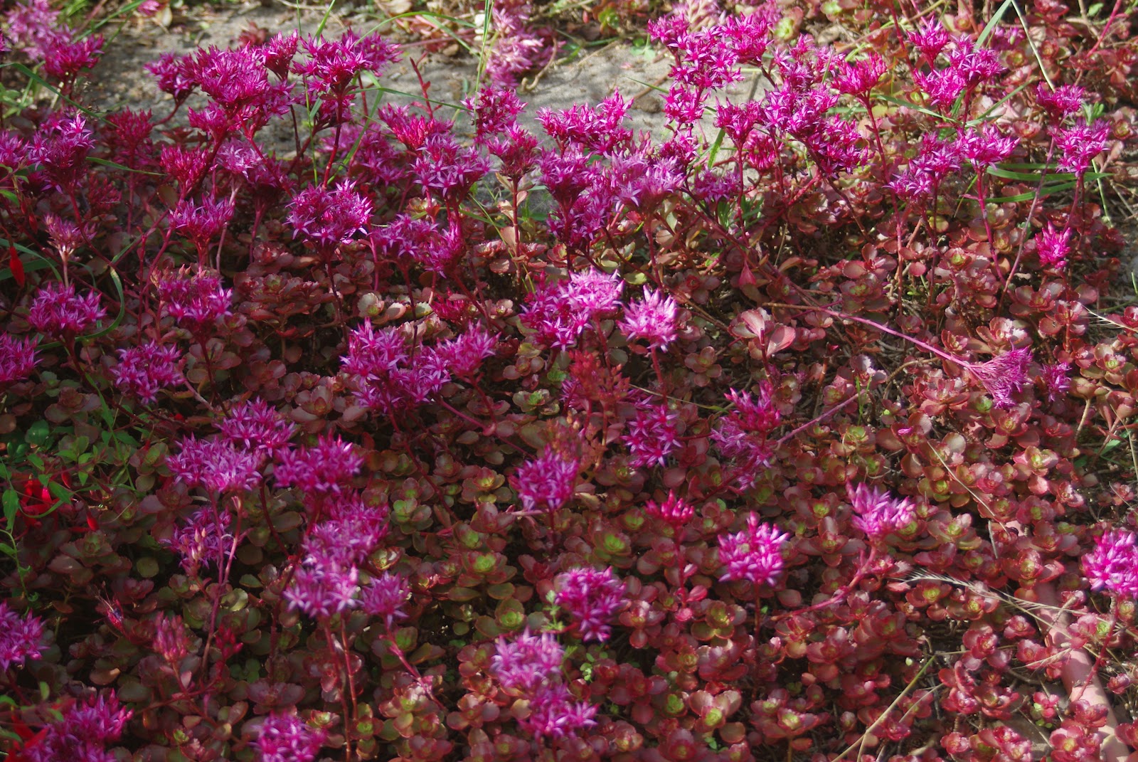 X - Le Jardin de Lili : Sedum spurium rouge