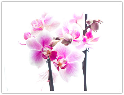 Rosa orkidé i ljuset