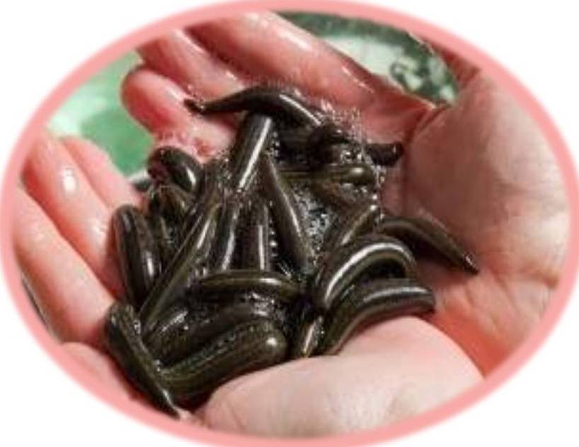 Cara Memperbesar Alat Vital dengan Minyak Lintah