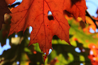 autunno colore