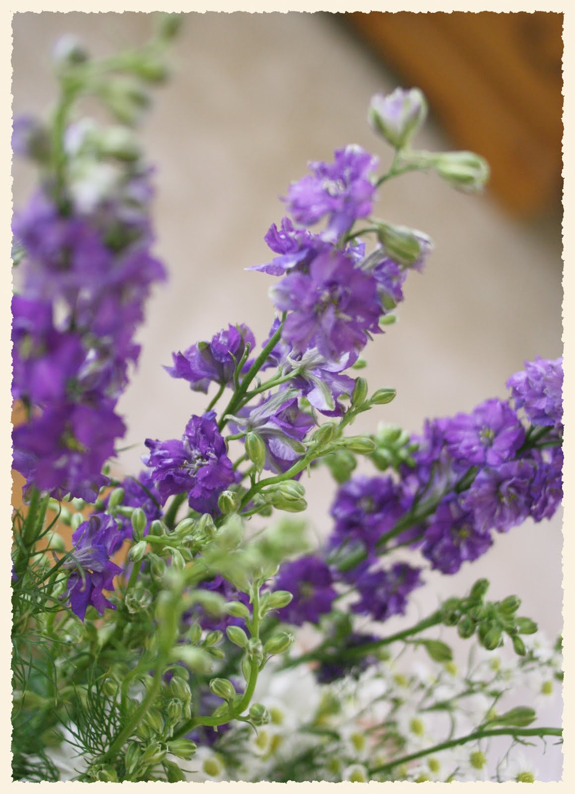Rose FreshCut Friday 11 Larkspur July Flower Of The Month