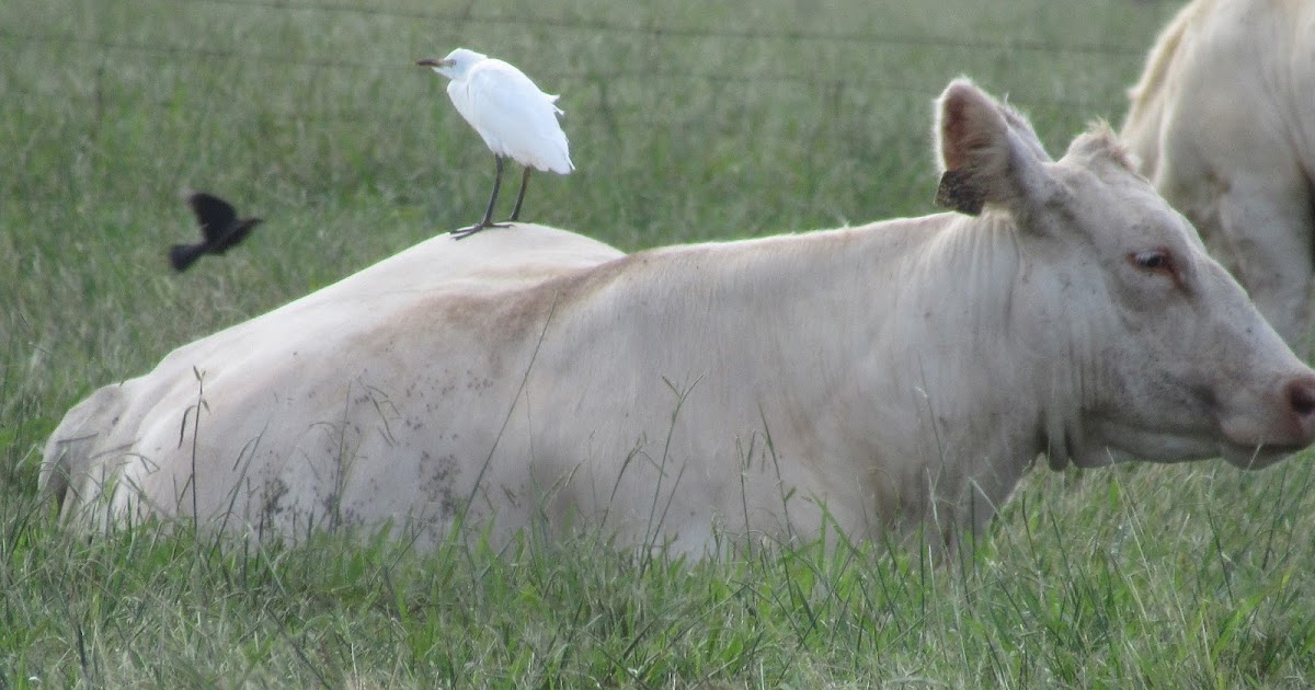 Wings and Daydreams Bird on a Cow