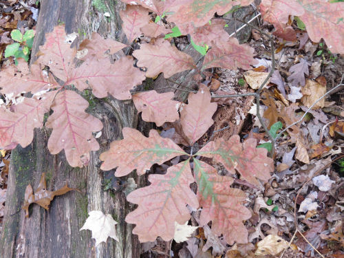 autumn colors