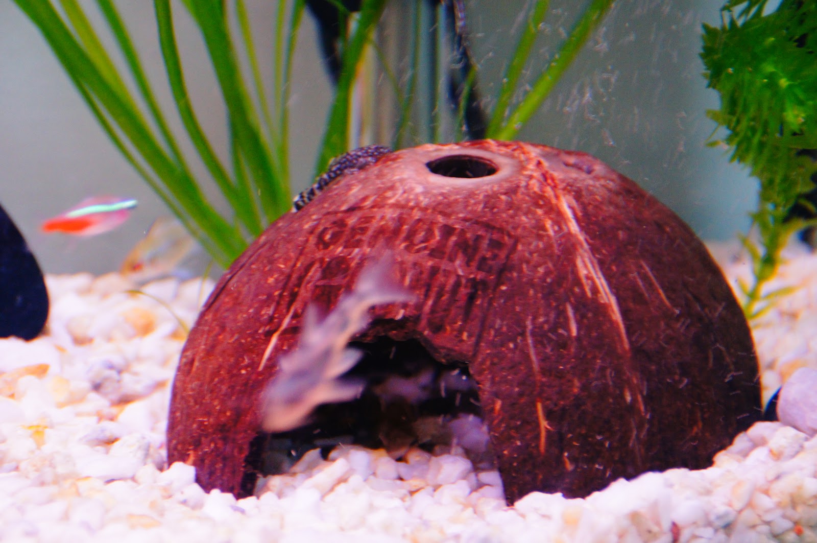 jak przygotować kryjówkę dla ryb z kokosa do akwarium / coconut hiding cave for aquarium fish