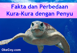 Fakta dan Perbedaan Kura-Kura dengan Penyu Fakta dan Perbedaan Kura-Kura dengan Penyu