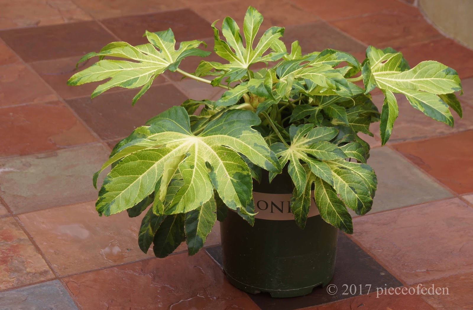 A Winter Visit To Portland Nursery