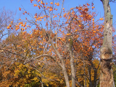 大阪府枚方市・山田池公園の紅葉