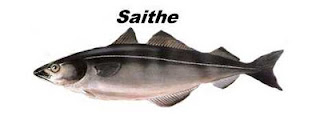 Peixe tipo bacalhau Saithe
