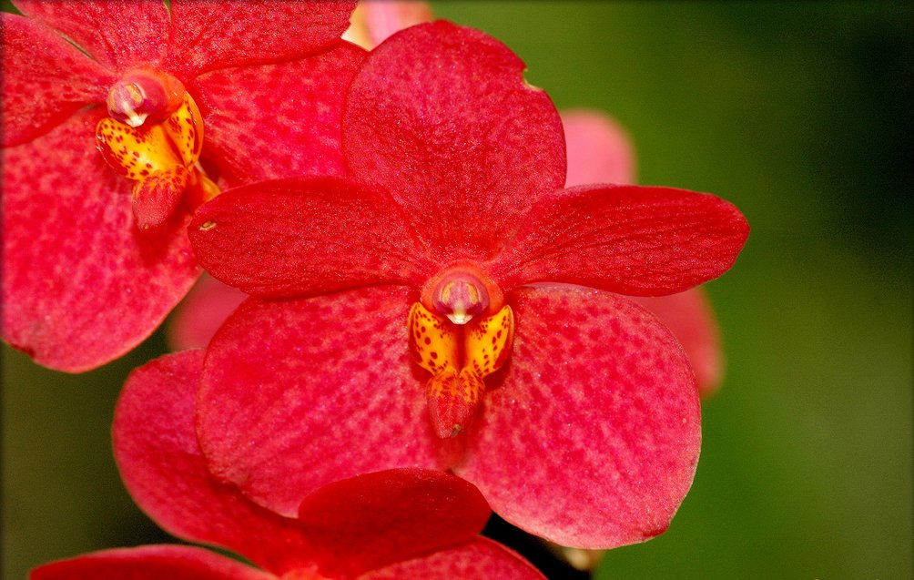 El Viajero Discover Why Zamboanga is dubbed as the CITY OF FLOWERS