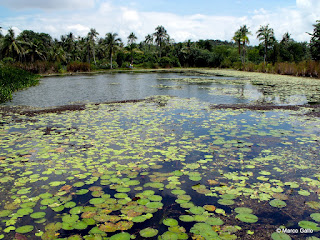 PULAU UBIN, PARAÍSO NATURAL. SINGAPUR