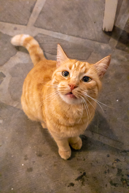 Cats of Greece - cats are commonplace in Greece. They are well taken care of by the community and very friendly. You can even pet them if you wish! Here are some of the cats we found in Poros, Epidavros, Náfplio, and Hydra. #cats #travel #greece #europe Cats of Greece - cats are commonplace in Greece. They are well taken care of by the community and very friendly. You can even pet them if you wish! Here are some of the cats we found in Poros, Epidavros, Náfplio, and Hydra. #cats #travel #greece #europe
