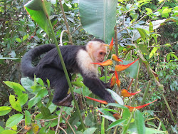 Squirrel Monkey at Manuel Antonio National Park