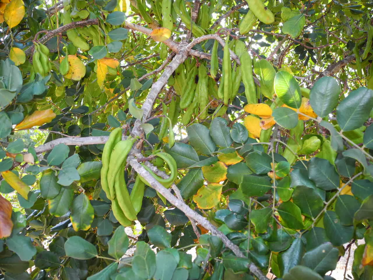 Garden of Life Raising funds by harvesting Carob Bean Trees.