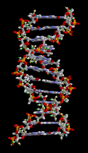 dna shape - شكل الحمض النووي