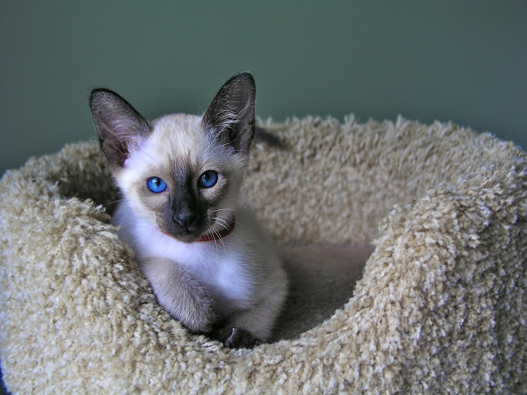 Carolina Blues Cattery Siamese Kittens for Sale Siamese Kittens for