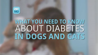 Diabetes in Dogs