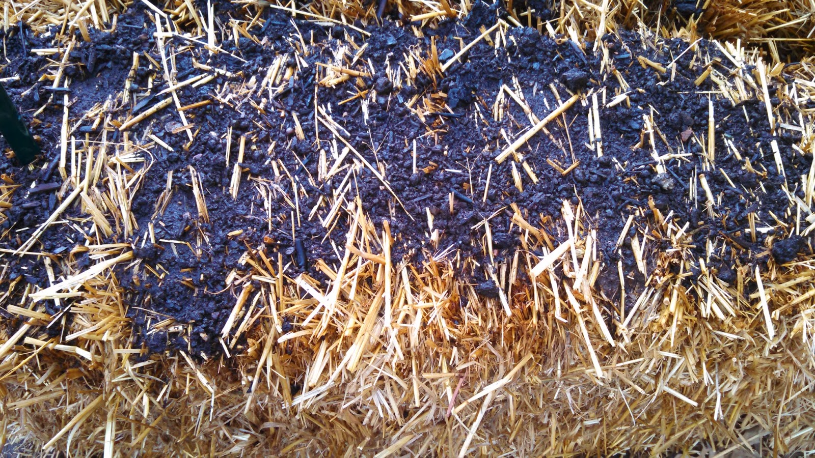 Day 7, After Fertilizer and Water, Close-up Day 7, After Fertilizer and Water, Close-up