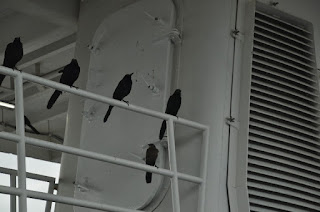 black birds sitting on ship handrail