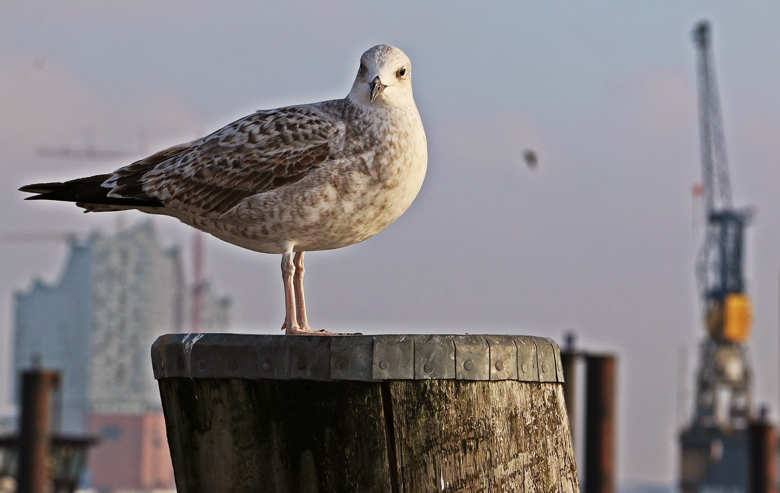 Möwe am Hafen von Hamburg Möwe am Hafen von Hamburg