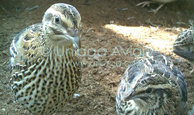 Puyuh Pedaging / Penelur Uniaga Aviary™