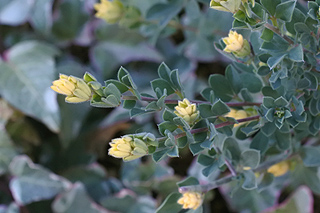 ロータスブリムストーン