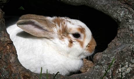 20 Ciri-Ciri Kelinci 20 Ciri-Ciri Kelinci