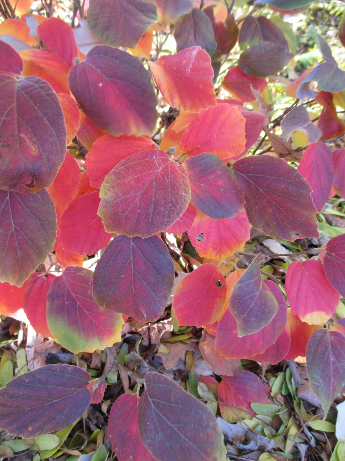 Washingtongardener Native Spotlight Fothergilla