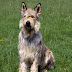 Berger Picard Dog thumbnail