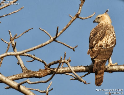 Changeable Hawk eagle