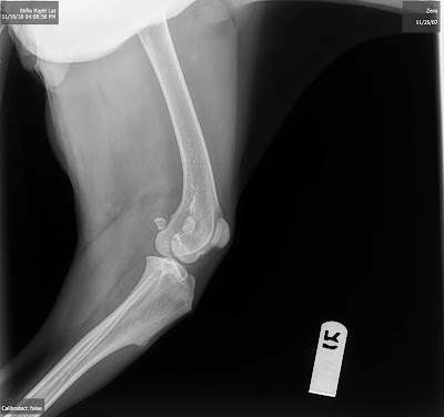 canine acl xray dog ccl xray