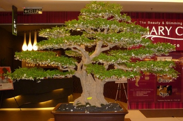 Harga Bonsai Anting Putri Termahal