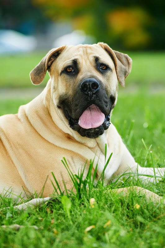 The Boerboel is a hardy farm dog from South Africa.