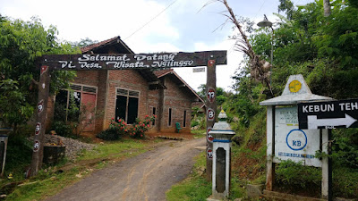 Kebun Teh Nglinggo Kebun Teh Nglinggo