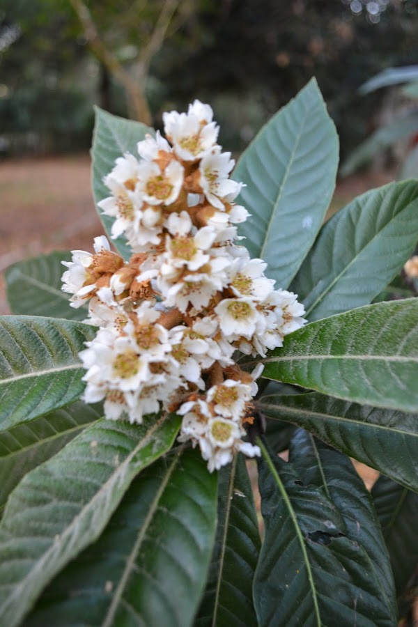 Árboles frutales y ornamentales: flor Níspero 