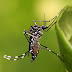 El mosquito Aedes aegypti, transmisor de la enfermedad Dengue