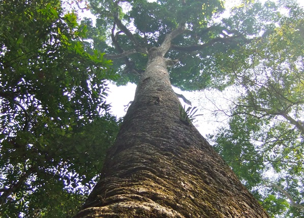 Alam Tumbuhan Keluarga Meranti Merantia Dipterocarpaceae Family