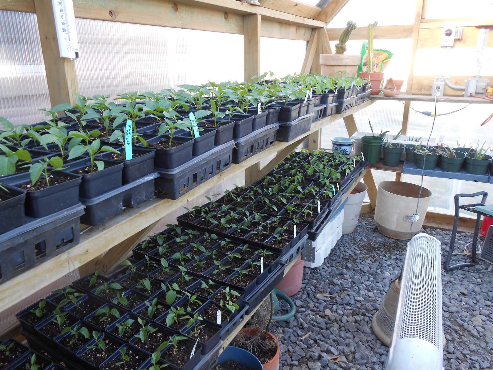 Windy Acres Diary Greenhouse Peppers