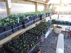 greenhouse peppers windy acres diary stowed seedlings shelves pepper inside