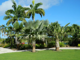 Caribbean Garden Great Lawn palms Naples Botanical Garden by garden muses-a Toronto gardening blog