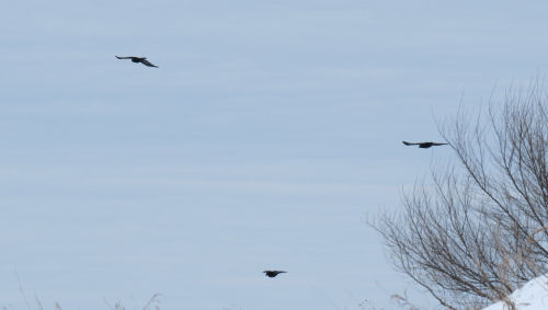 crows flying
