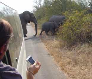 Elephant Crossing in Kruger