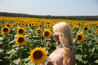 Foxy Moxie Sunflower Field