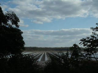 Plantaciones Plantaciones