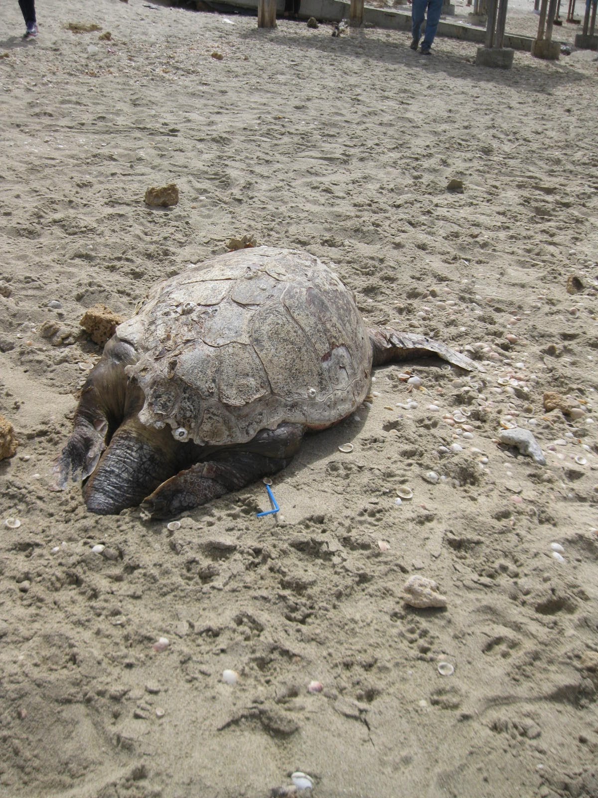 Jerusalem Hills daily photo: Sea turtle egg-laying season at the